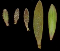 Image: D. Glenny, J. Cruickshank © Landcare Research 2014 